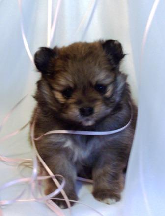 Puppies in WI